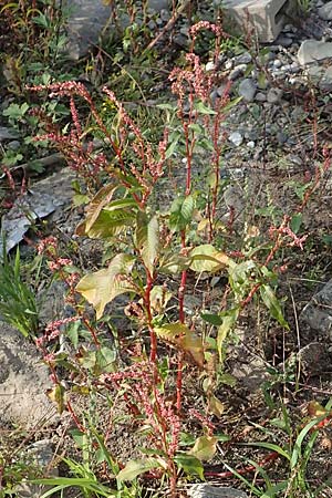 Persicaria lapathifolia \ Ampfer-Knöterich / Pale Persicaria, D Köln-Langel 6.10.2018