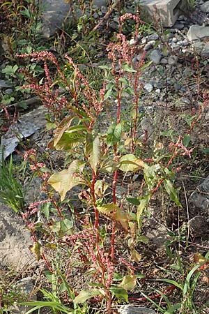 Persicaria lapathifolia \ Ampfer-Knterich, D Köln-Langel 6.10.2018