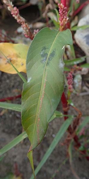 Persicaria lapathifolia \ Ampfer-Knterich, D Köln-Langel 6.10.2018