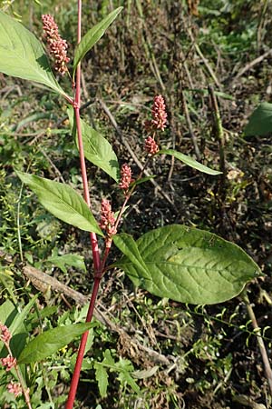 Persicaria lapathifolia / Pale Persicaria, D Römerberg 18.10.2018