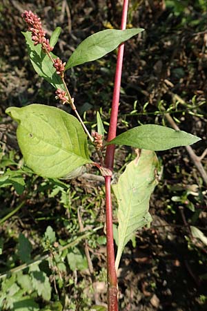 Persicaria lapathifolia \ Ampfer-Knterich / Pale Persicaria, D Römerberg 18.10.2018