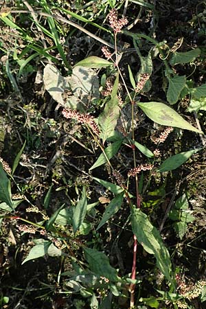 Persicaria lapathifolia / Pale Persicaria, D Römerberg 18.10.2018