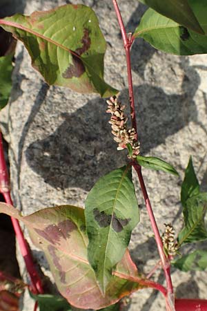 Persicaria lapathifolia / Pale Persicaria, D Römerberg 18.10.2018