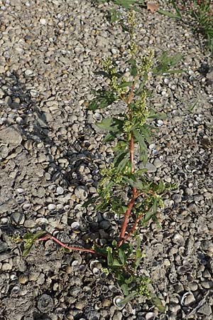 Persicaria lapathifolia \ Ampfer-Knöterich / Pale Persicaria, D Biblis 20.10.2018
