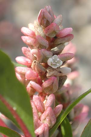 Persicaria lapathifolia / Pale Persicaria, D Biblis 20.10.2018