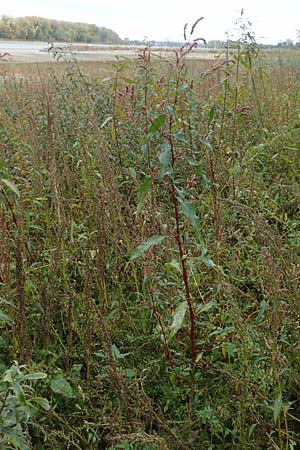 Persicaria lapathifolia \ Ampfer-Knöterich / Pale Persicaria, D Köln-Langel 22.10.2018