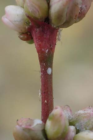 Persicaria lapathifolia \ Ampfer-Knterich / Pale Persicaria, D Köln-Langel 22.10.2018