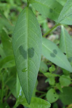 Persicaria lapathifolia \ Ampfer-Knterich / Pale Persicaria, D Aachen 20.8.2022