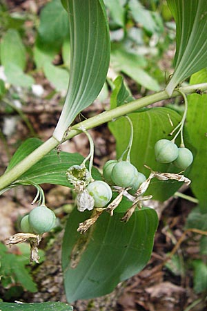 Polygonatum multiflorum \ Vielbltiges Salomonssiegel, Vielbltige Weiwurz / Solomon's Seal, D Grettstadt 18.7.2015