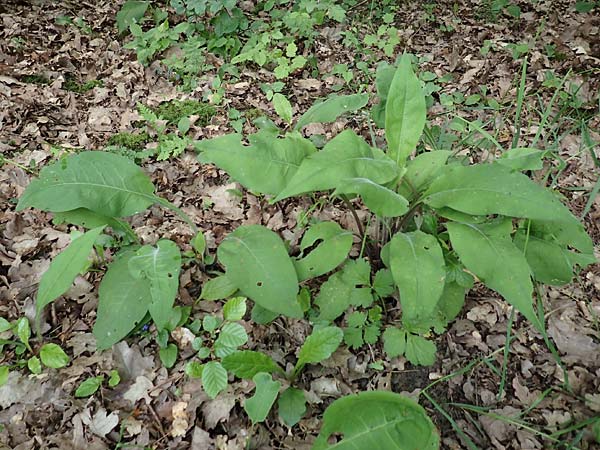 Pulmonaria mollis \ Weiches Lungenkraut / Soft Lungwort, D Gochsheim 17.5.2018