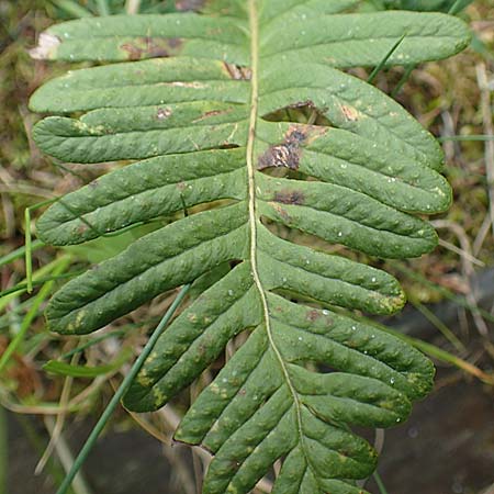 Polypodium x mantoniae / Hybrid Polypody, D Heimbach 24.5.2018