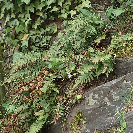 Polypodium x mantoniae \ Mantons Tpfelfarn, Tpfelfarn-Hybride, D Heimbach 24.5.2018