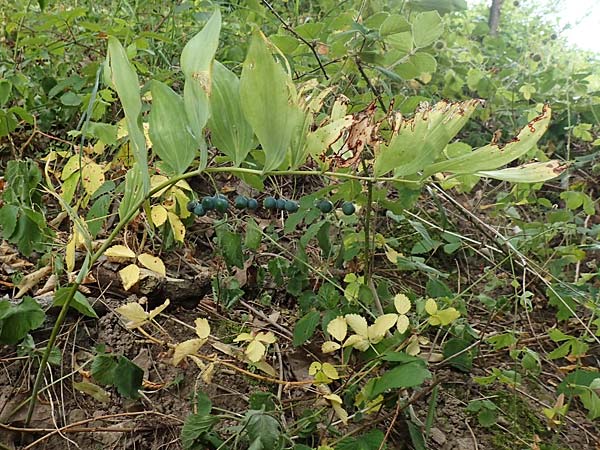 Polygonatum multiflorum \ Vielbltiges Salomonssiegel, Vielbltige Weiwurz / Solomon's Seal, D Schwarzwald/Black-Forest, Gengenbach 3.7.2018