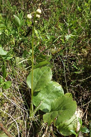 Pyrola media \ Mittleres Wintergrn / Intermediate Wintergreen, D Rosenthal 15.6.2019