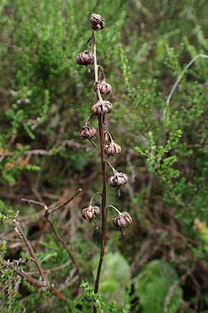 Pyrola media \ Mittleres Wintergrn / Intermediate Wintergreen, D Rosenthal 15.6.2019