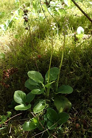 Pyrola minor \ Kleines Wintergrn, D Attendorn-Albringhausen 12.6.2020