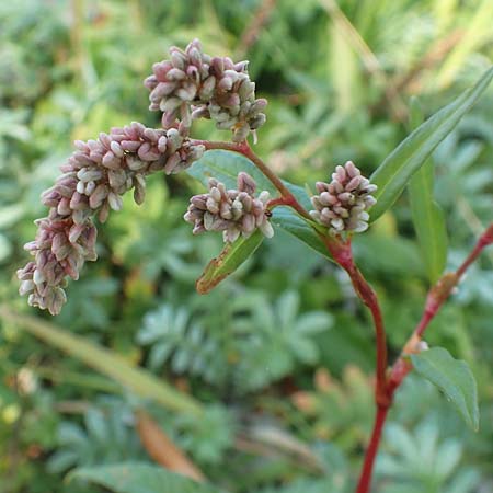 Persicaria lapathifolia / Pale Persicaria, D Brandenburg, Havelaue-Strodehne 18.9.2020