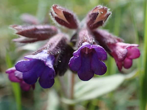 Pulmonaria montana \ Knolliges Lungenkraut, D Rheinhessen, Wendelsheim 20.4.2021