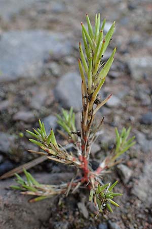 Polycnemum majus \ Groer Knorpelsalat / Giant Needle-Leaf, D Kaiserslautern 15.8.2021