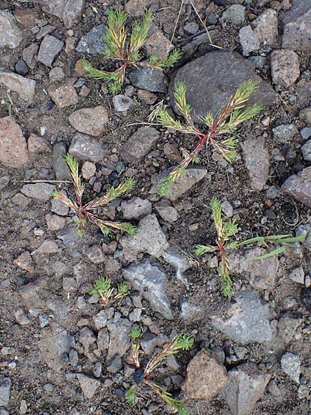 Polycnemum majus \ Groer Knorpelsalat / Giant Needle-Leaf, D Kaiserslautern 15.8.2021