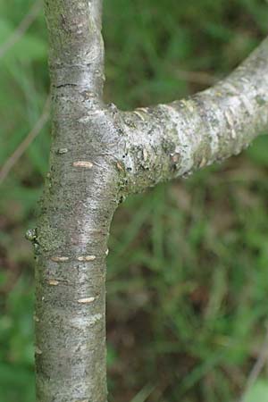 Prunus mahaleb \ Felsenkirsche, Stein-Weichsel / Saint Lucie Cherry, D Thüringen, Bad Frankenhausen 8.6.2022