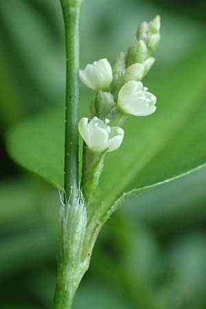 Persicaria mitis \ Milder Knterich / Water-Pepper, D Aachen 20.8.2022