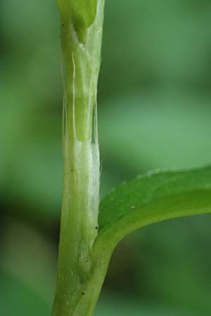 Persicaria mitis \ Milder Knterich / Water-Pepper, D Aachen 20.8.2022