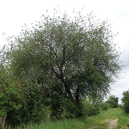 Prunus mahaleb \ Felsenkirsche, Stein-Weichsel / Saint Lucie Cherry, D Waghäusel 11.5.2023