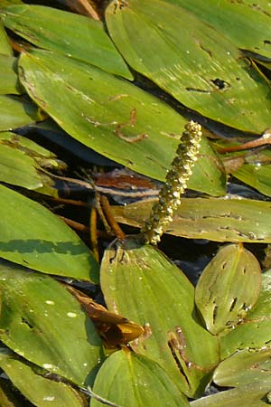 Potamogeton nodosus \ Flutendes Laichkraut / Loddon Pontweed, D Runkel an der Lahn 1.8.2015