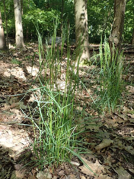 Poa nemoralis \ Hain-Rispengras / Wood Meadow Grass, D Mannheim 10.5.2017