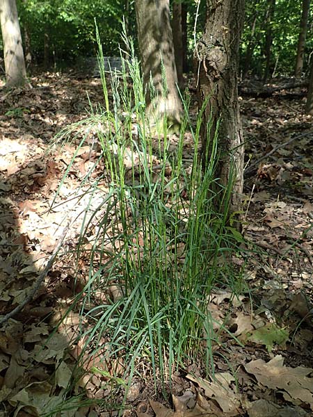 Poa nemoralis \ Hain-Rispengras / Wood Meadow Grass, D Mannheim 10.5.2017