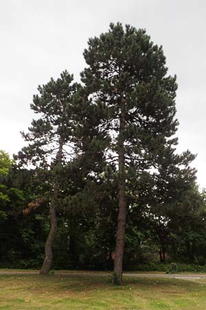 Pinus nigra \ Schwarz-Kiefer / Black Pine, Austrian Pine, D Mannheim 18.8.2017