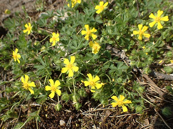 Potentilla verna \ Frhlings-Fingerkraut / Spring Cinquefoil, D Mannheim 21.4.2018