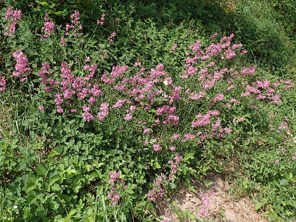 Silene viscaria \ Gewhnliche Pechnelke, D Eberbach 11.5.2018