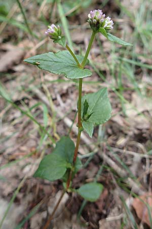 Persicaria nepalensis \ Nepal-Knterich / Nepal Knotweed, D Kirchhundem-Benolpe 24.8.2018