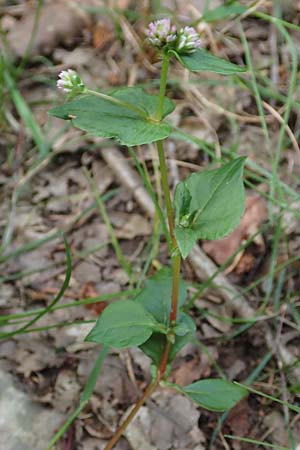 Persicaria nepalensis \ Nepal-Knterich, D Kirchhundem-Benolpe 24.8.2018