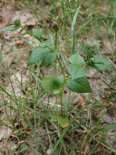 Persicaria nepalensis \ Nepal-Knterich / Nepal Knotweed, D Kirchhundem-Benolpe 24.8.2018