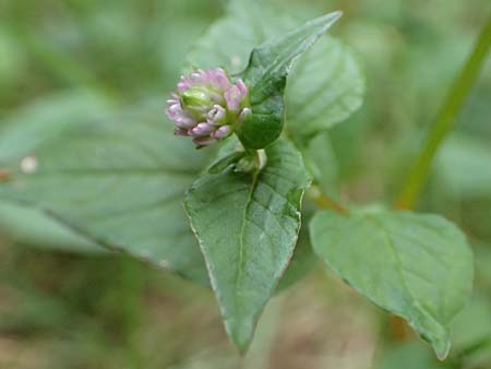 Persicaria nepalensis \ Nepal-Knterich, D Kirchhundem-Benolpe 24.8.2018