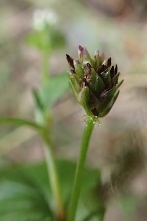 Persicaria nepalensis \ Nepal-Knterich / Nepal Knotweed, D Kirchhundem-Benolpe 24.8.2018