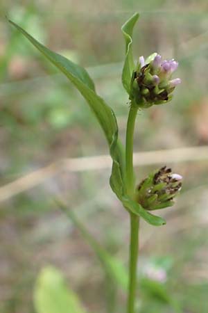 Persicaria nepalensis \ Nepal-Knterich, D Kirchhundem-Benolpe 24.8.2018