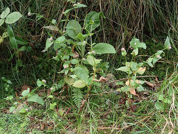 Persicaria nepalensis \ Nepal-Knterich / Nepal Knotweed, D Kirchhundem-Benolpe 24.8.2018