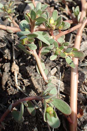 Portulaca granulatostellulata \ Granuliertsterniger Portulak / Granulate-Stellate Purslane, D Ludwigshafen 29.8.2018