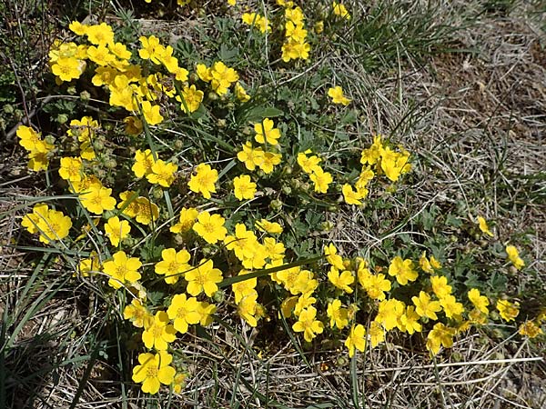 Potentilla verna / Spring Cinquefoil, D Grünstadt-Asselheim 11.4.2022