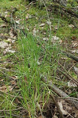 Poa nemoralis \ Hain-Rispengras, D Höpfingen 20.5.2023