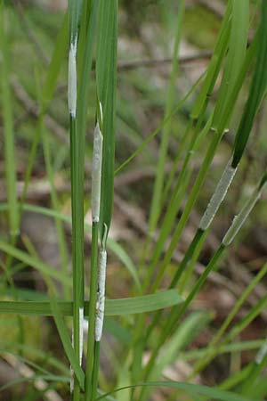 Poa nemoralis \ Hain-Rispengras / Wood Meadow Grass, D Höpfingen 20.5.2023