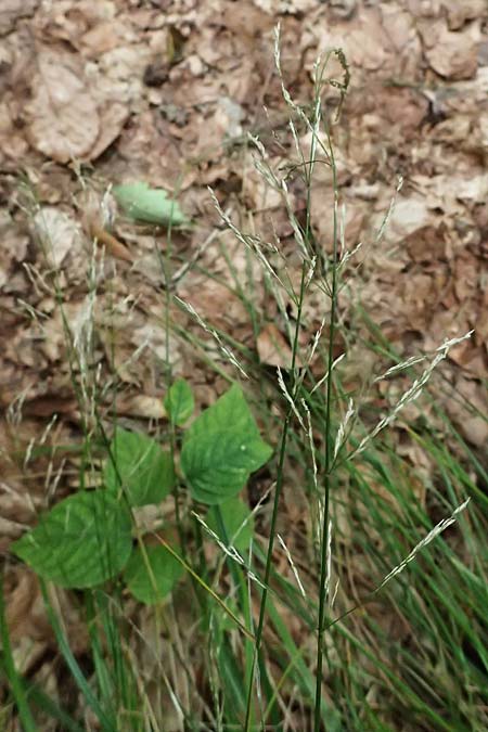 Poa nemoralis \ Hain-Rispengras / Wood Meadow Grass, D Heidelberg 12.8.2023