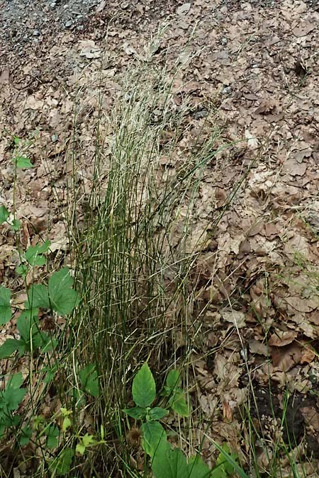 Poa nemoralis \ Hain-Rispengras / Wood Meadow Grass, D Heidelberg 12.8.2023