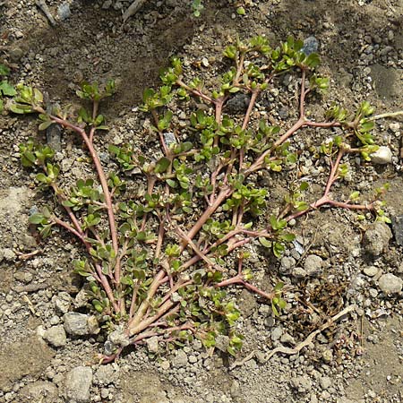 Portulaca papillatostellulata \ Papillensterniger Portulak / Papillae-Stellate Purslane, D Odenwald, Fürth 3.10.2018