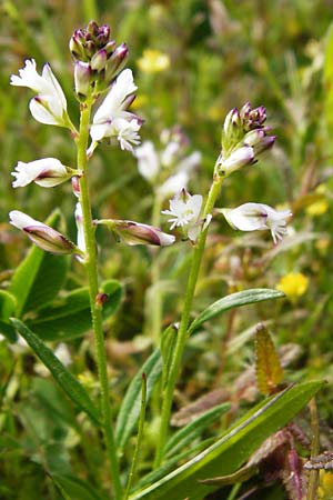 Polygala vulgaris \ Gewhnliche Kreuzblume, Gewhnliches Kreuzblmchen, D Herborn 16.5.2015