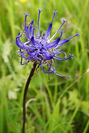 Phyteuma orbiculare \ Kugel-Rapunzel / Round-Headed Rampion, D Grettstadt 1.6.2015